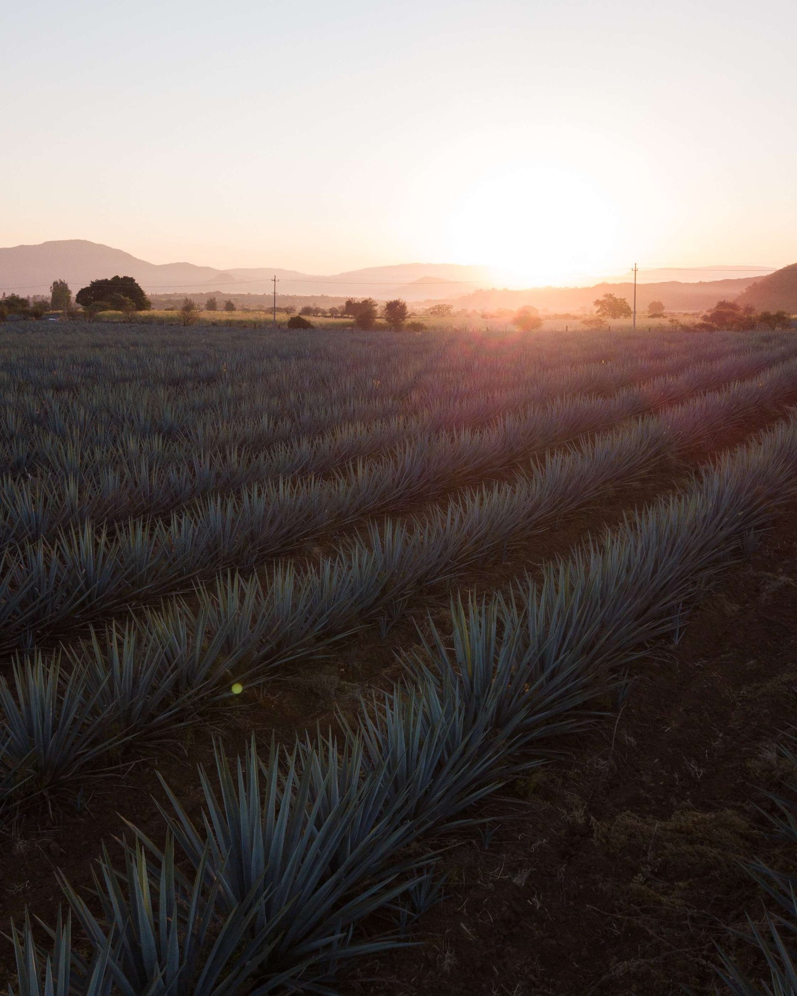 Vista aérea Tequila Monreal